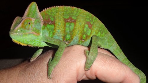 Randall is here! 010.jpg