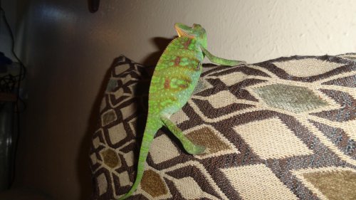 Randall is here! 011.jpg