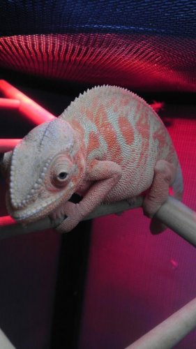 Pretty Female 1.jpg