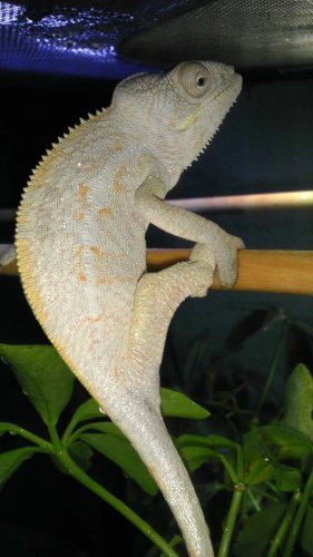 Pretty female tamatve 2.jpg