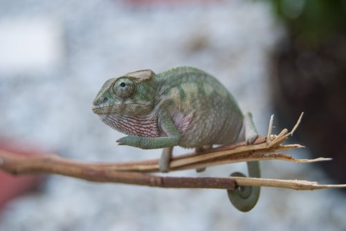 DSC_1272.jpg