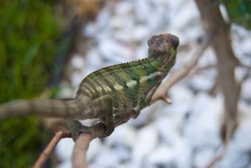 DSC_1267.jpg