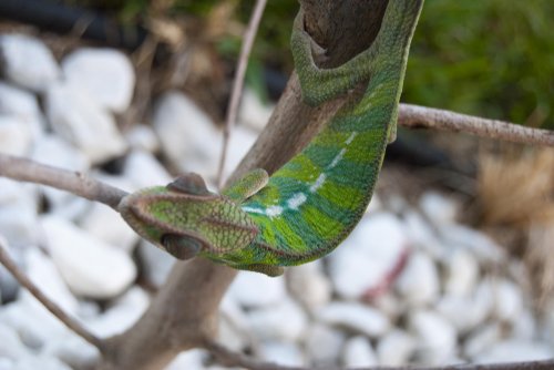 DSC_1298.jpg