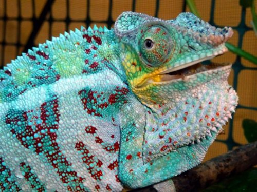 Ambanja sire_pic1.jpg