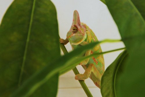 picasso free range 004.jpg