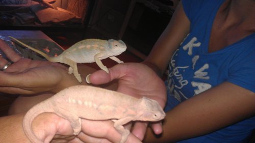 AURORA AND SUNSHINE FEMALE BREEDER.jpg