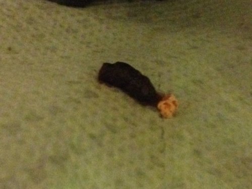 photo-11.JPG