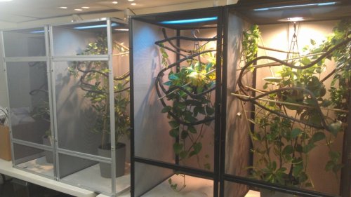 cages1.jpg
