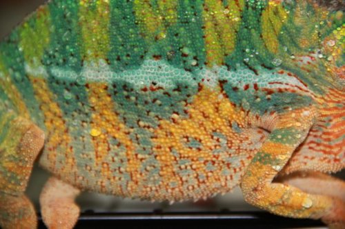 MaleBody2 (800x533).jpg