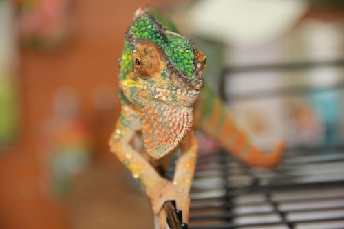 IMG_1850 (800x533).jpg