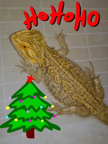 xmasfreckles.jpg