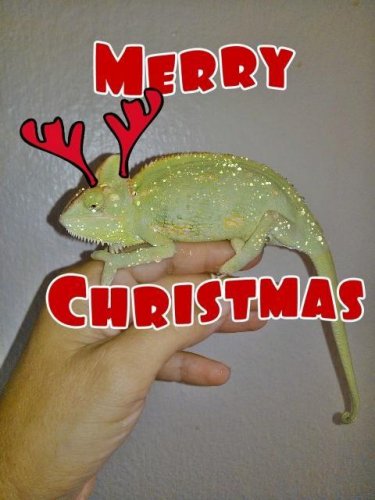 xmasstarr.jpg