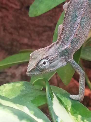 Closeup.jpg