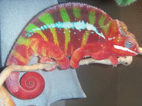 chameleon 003.jpg