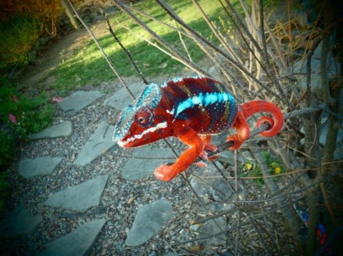 Sire - DragonHeart.jpg