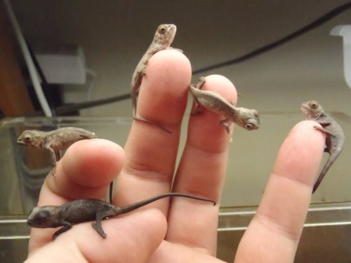 The Hand Full.jpg