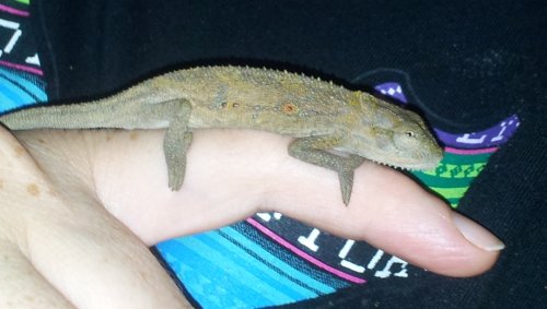 gex2.jpg