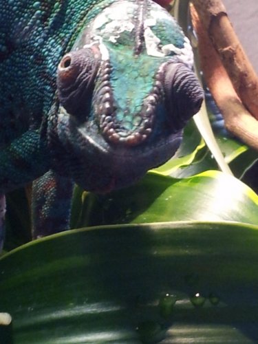 crazy eyes.jpg