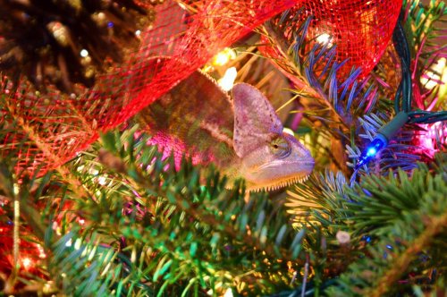 picasso and Christmas tree 006.jpg