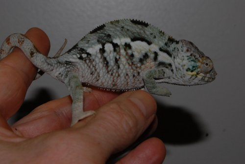 Ambanja couple 4 months 010.jpg