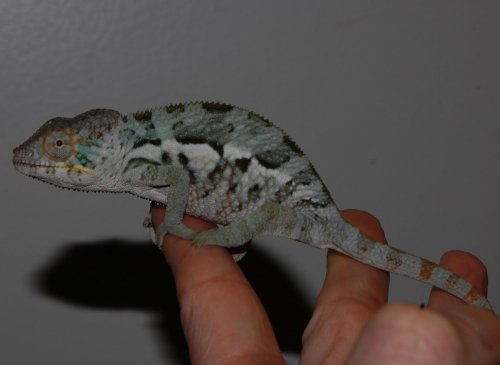 Ambanja couple 4 months 011.jpg