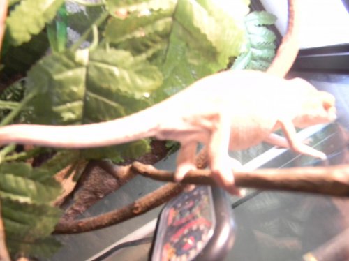 tail 003.jpg