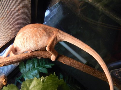 tail 004.jpg