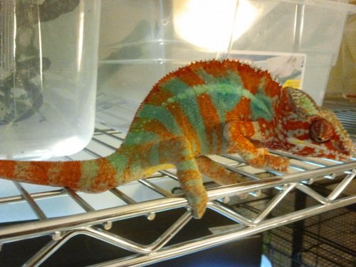 2012-02-04 17.21.33.jpg