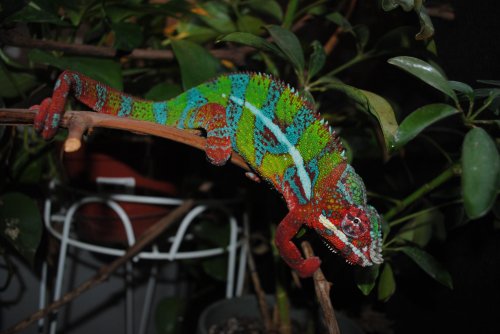 DSC_0274.jpg