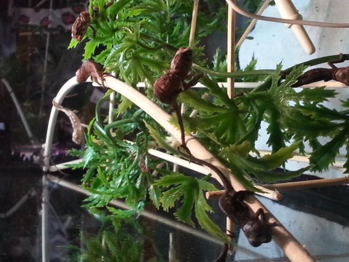 20121226_162408.jpg