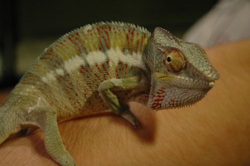 shauns chameleon.jpg