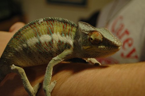 shauns chameleon 2.jpg