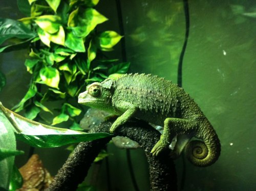 chameleon.jpg