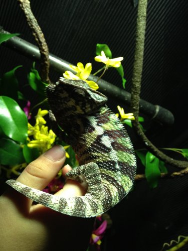 Chameleonaire 2].jpg