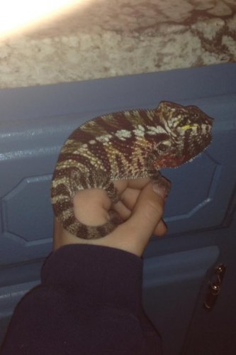 Chameleonaire 3.jpg