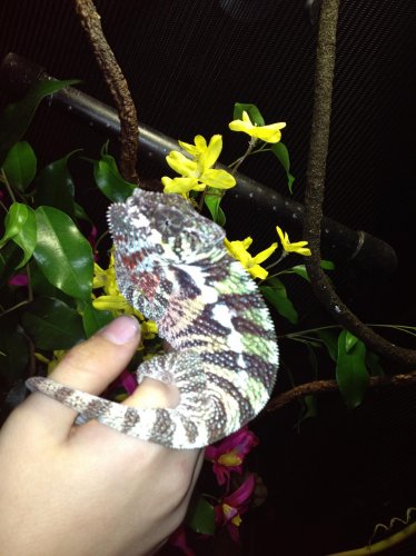 Chameleonaire.jpg