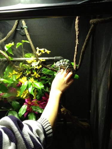 Lil Nate and Chameleonaire. 1.jpg