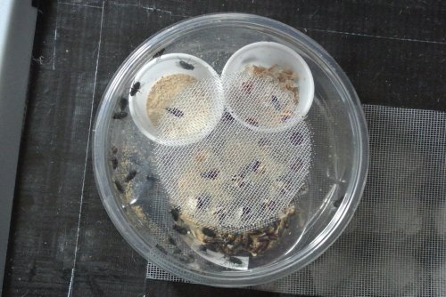 BB Fly Setup 001.jpg