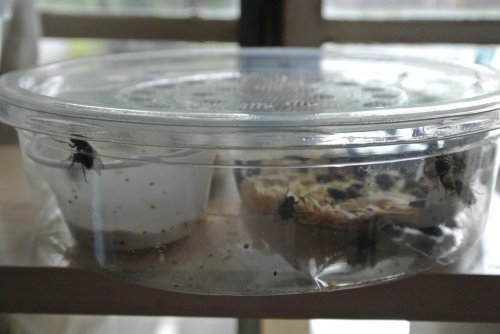 BB Fly Setup 002.jpg
