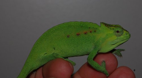 peacock cham 001.jpg