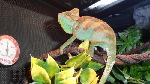 Randall is here! 044.jpg