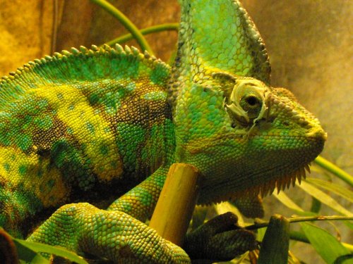 Pascal 2.jpg