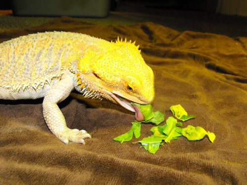 Peaches 3.jpg
