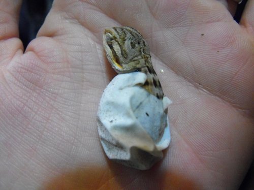 Aries Hatching 2.jpg