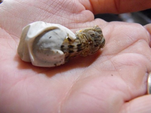 Aries Hatching.jpg