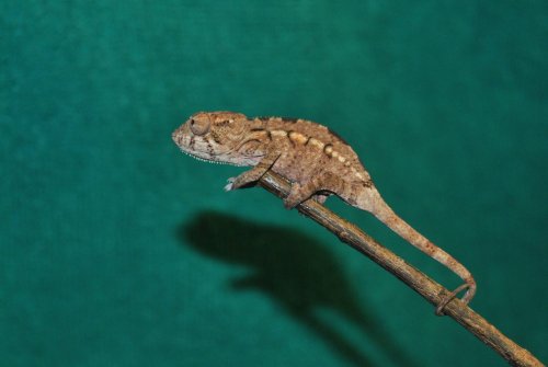 female10-1.jpg