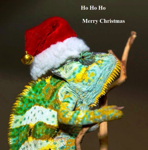hoho darwin.jpg