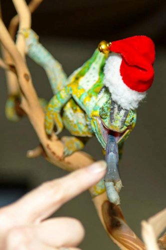 Darwin tounge xmas.jpg