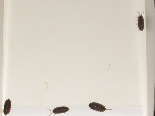 insects 001.JPG