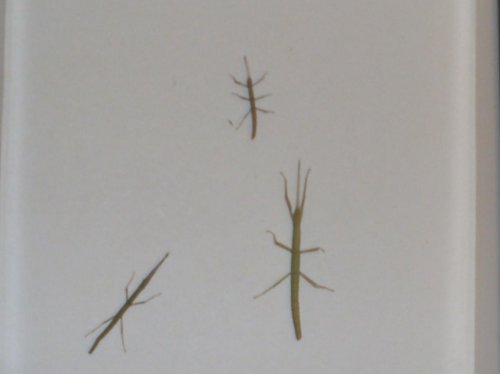 insects 003.jpg